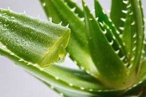 Алоэ вера – универсальное растение для улучшения качества кожи, лечения рака и ряда других задач