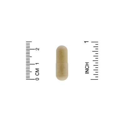 Мидии, имбирь (формула здоровья), Mussel Plus Ginger, California Gold Nutrition, 500 мг, 240 капсул - фото